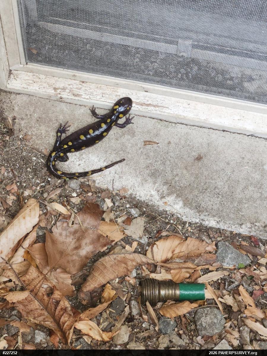 Spotted Salamander
