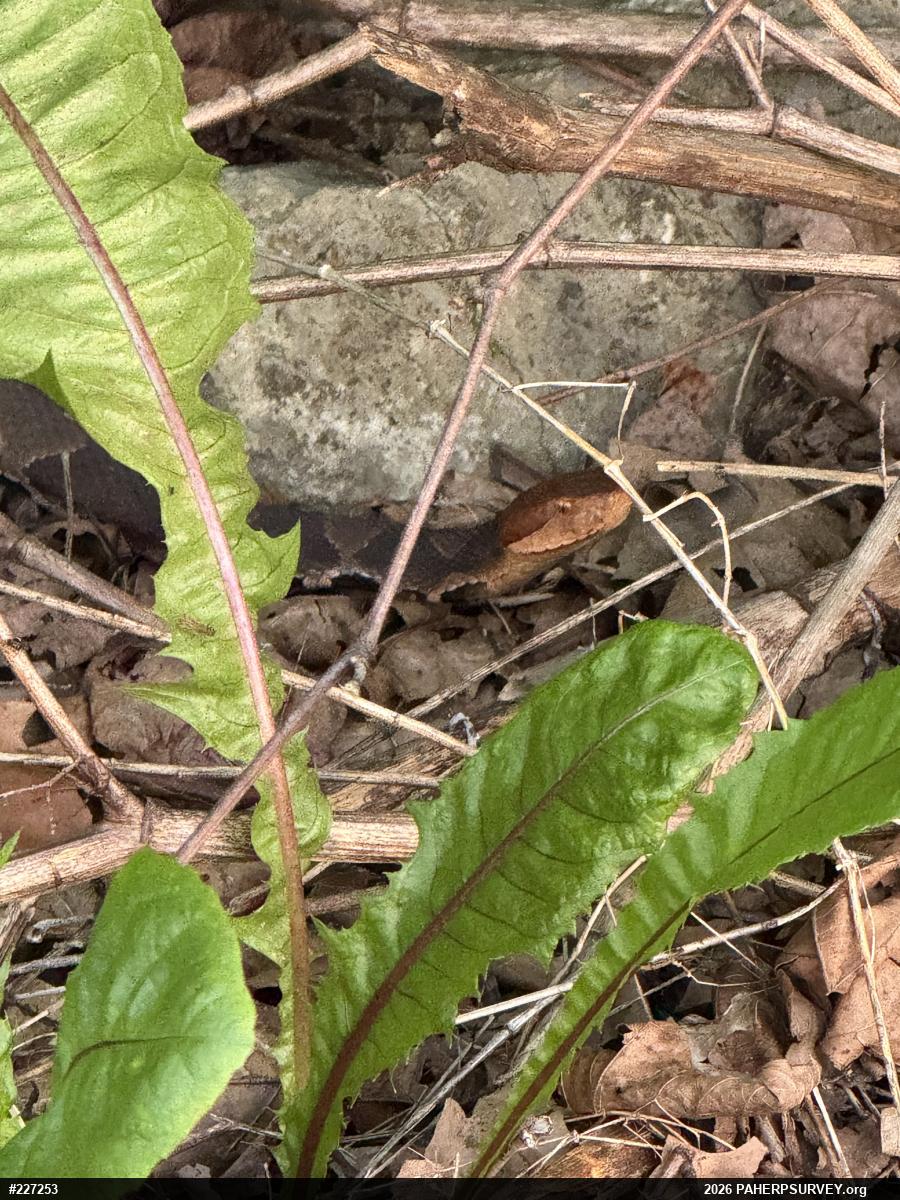 Northern Copperhead
