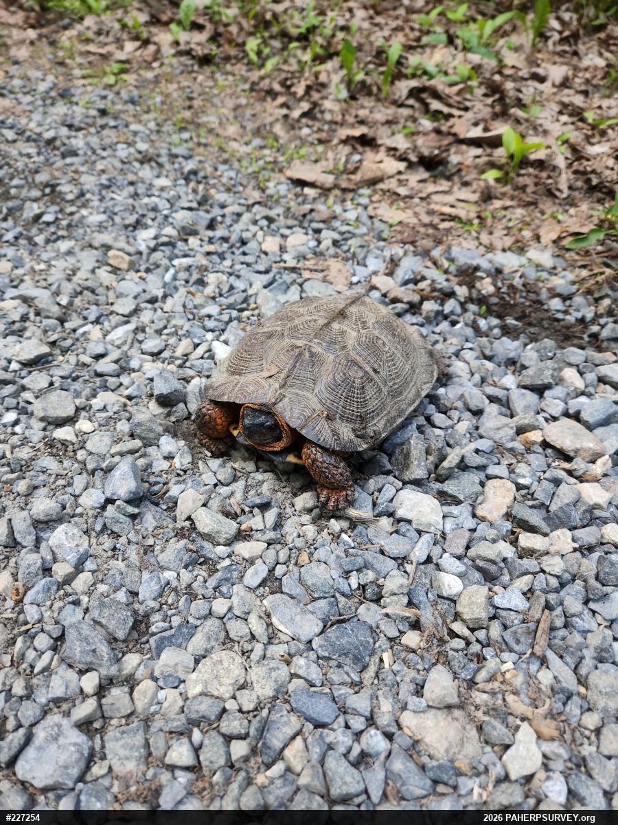 Wood Turtle