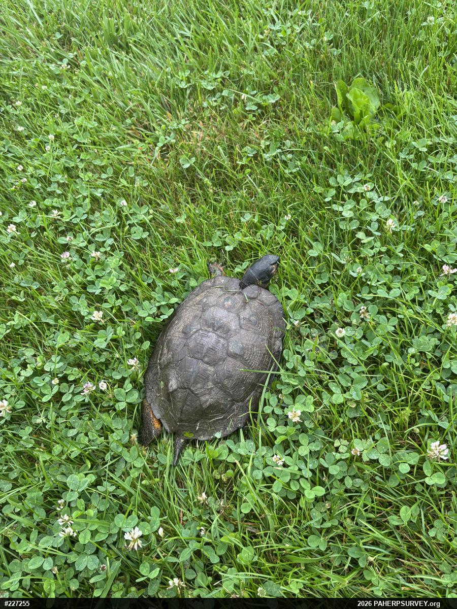Wood Turtle