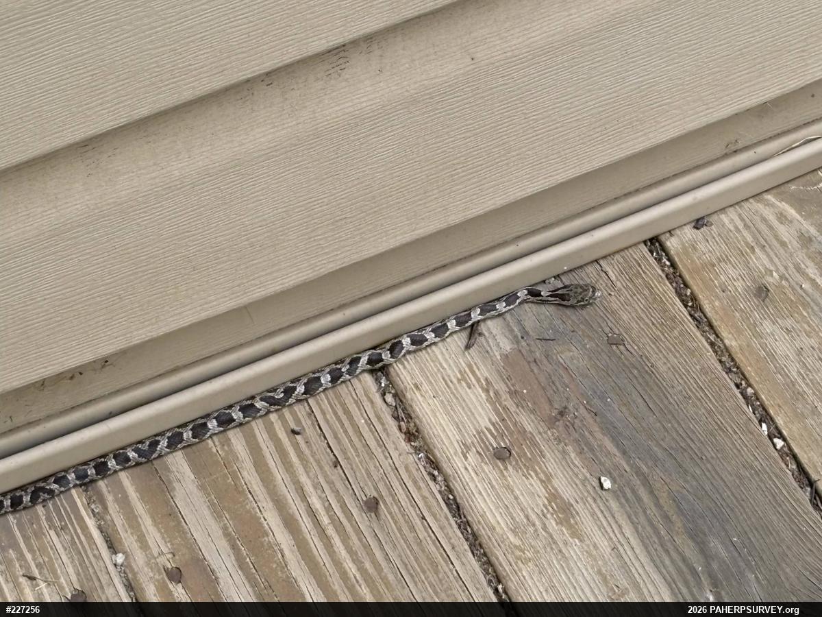 Eastern Ratsnake