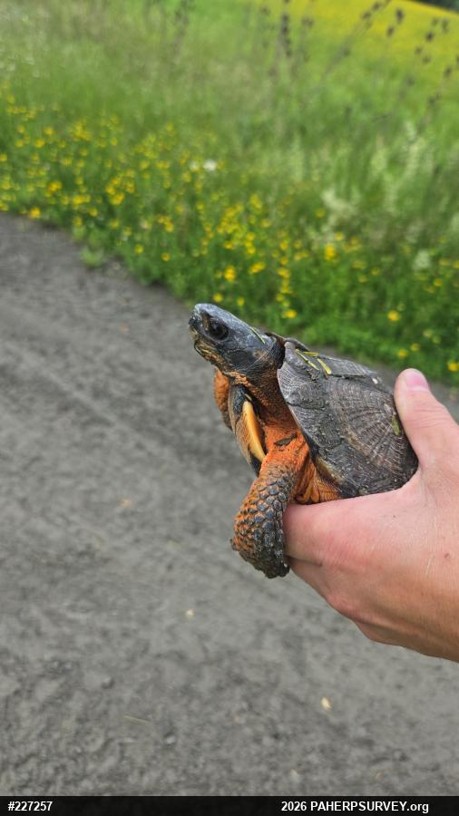 Wood Turtle