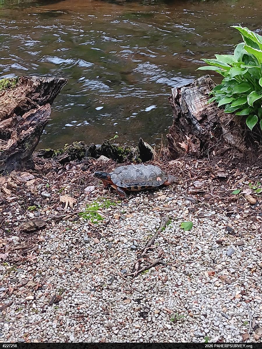 Wood Turtle