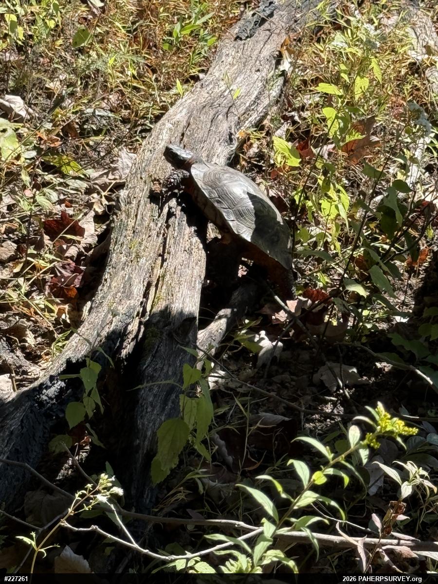 Wood Turtle