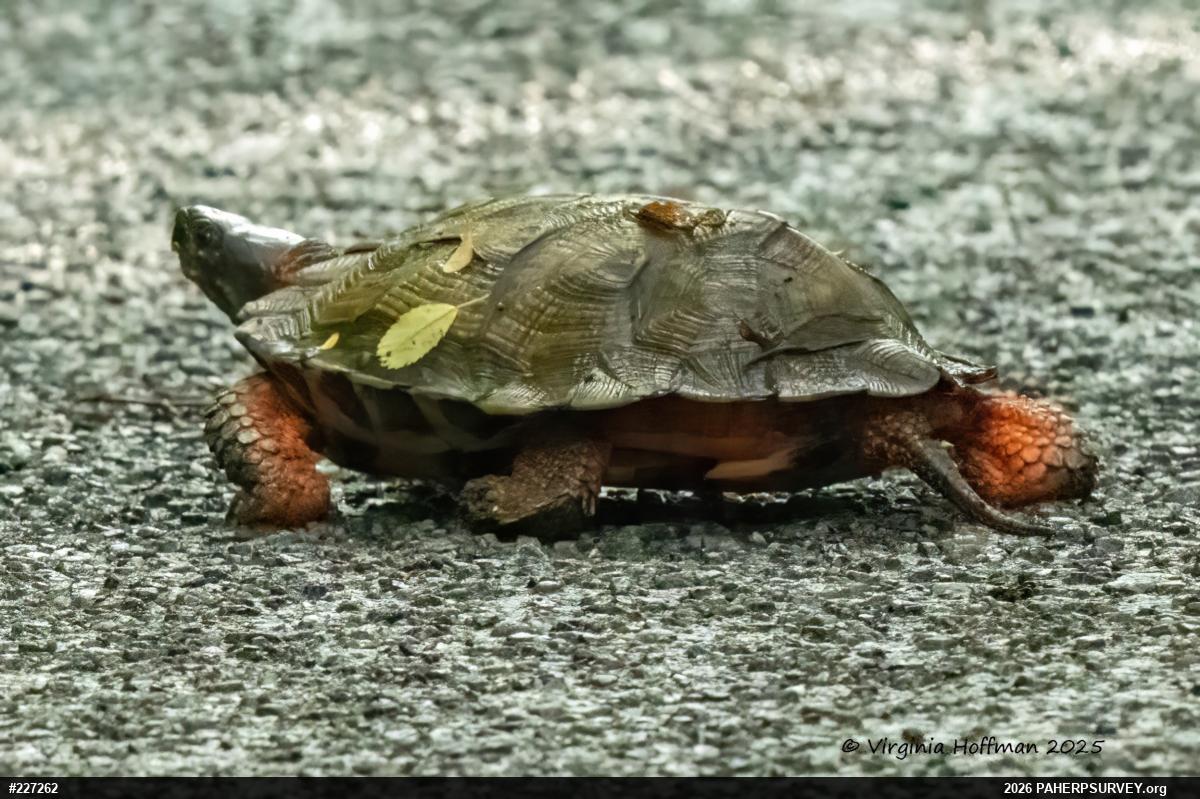 Wood Turtle