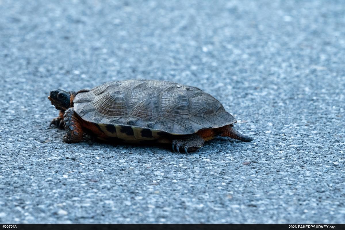 Wood Turtle