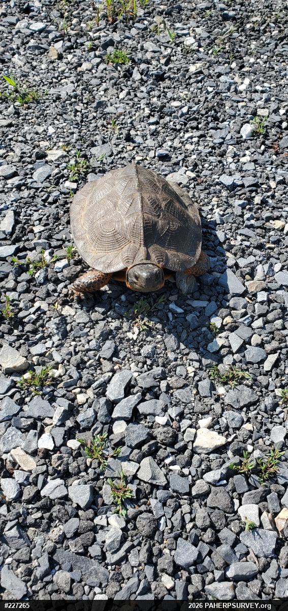 Wood Turtle