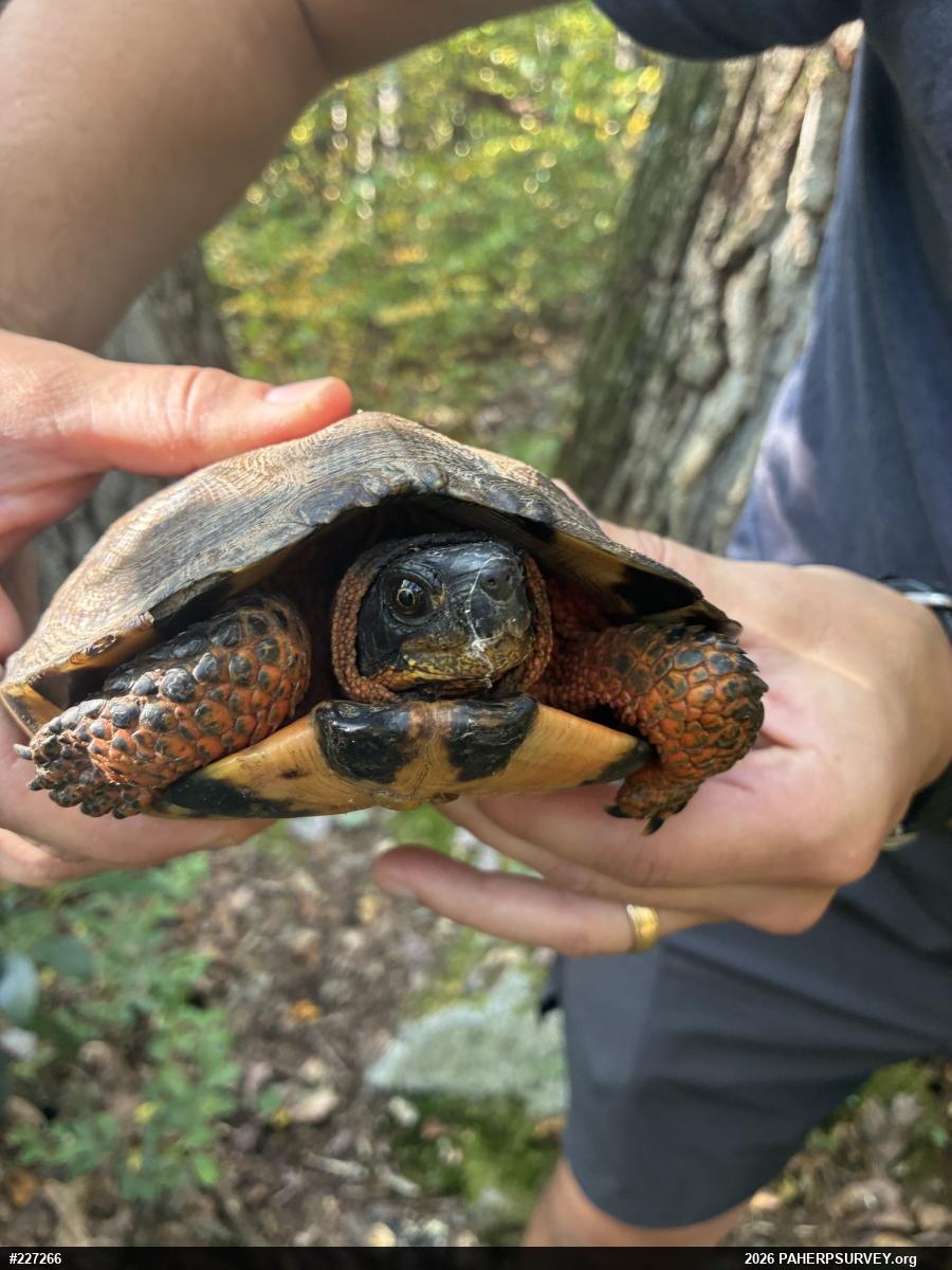 Wood Turtle