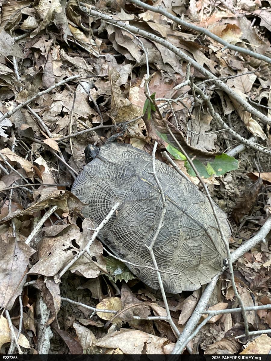 Wood Turtle