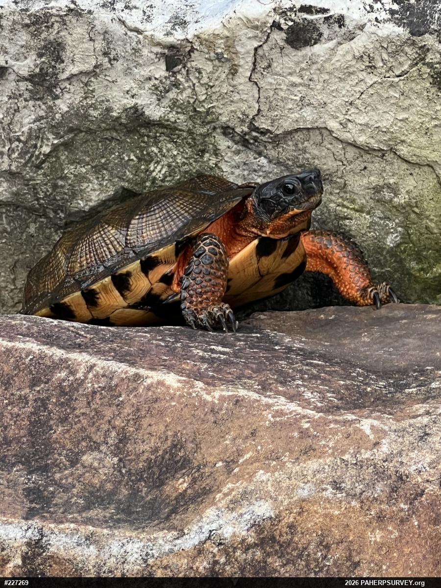 Wood Turtle