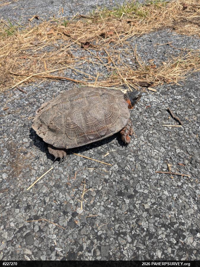 Wood Turtle