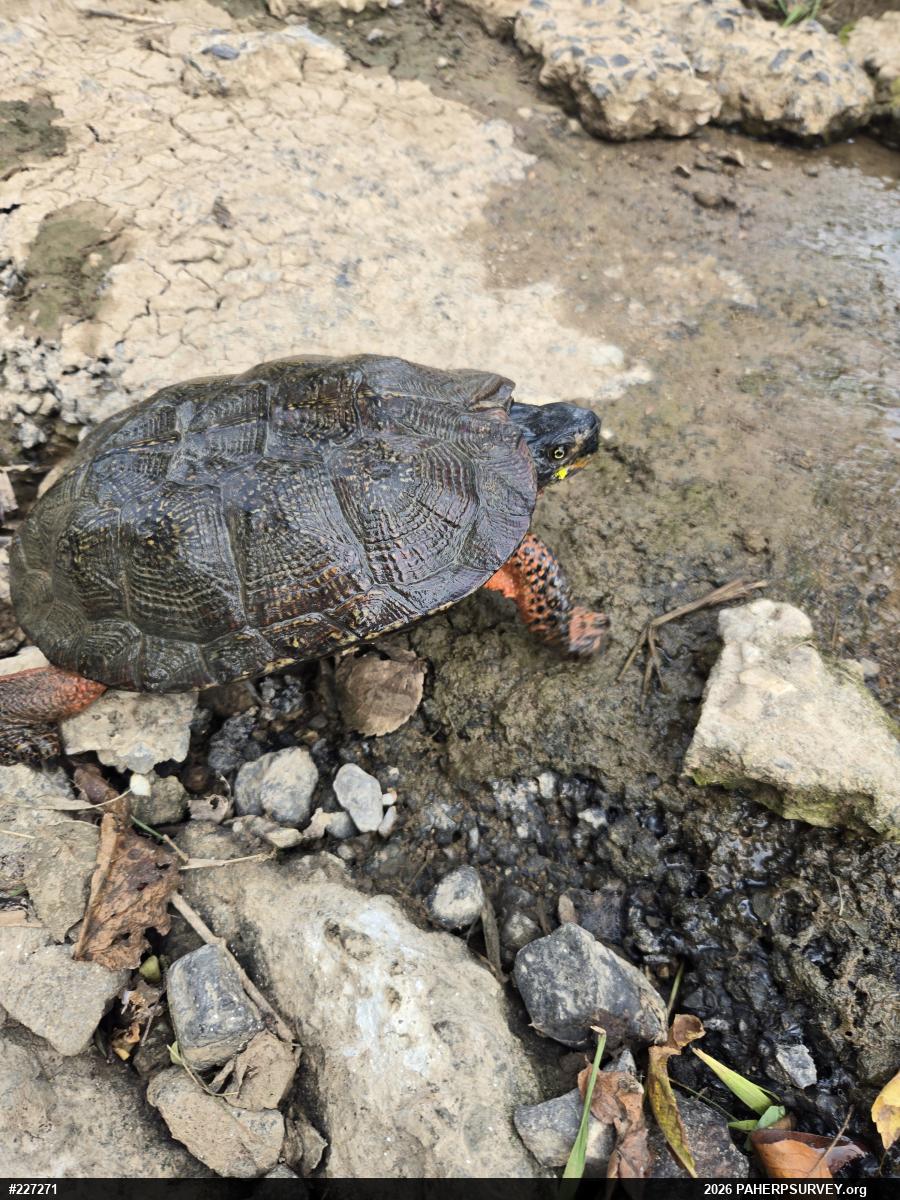 Wood Turtle