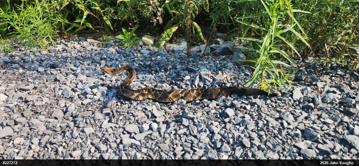 Timber Rattlesnake