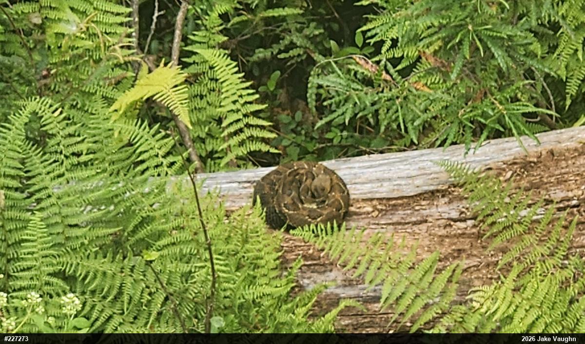 Timber Rattlesnake