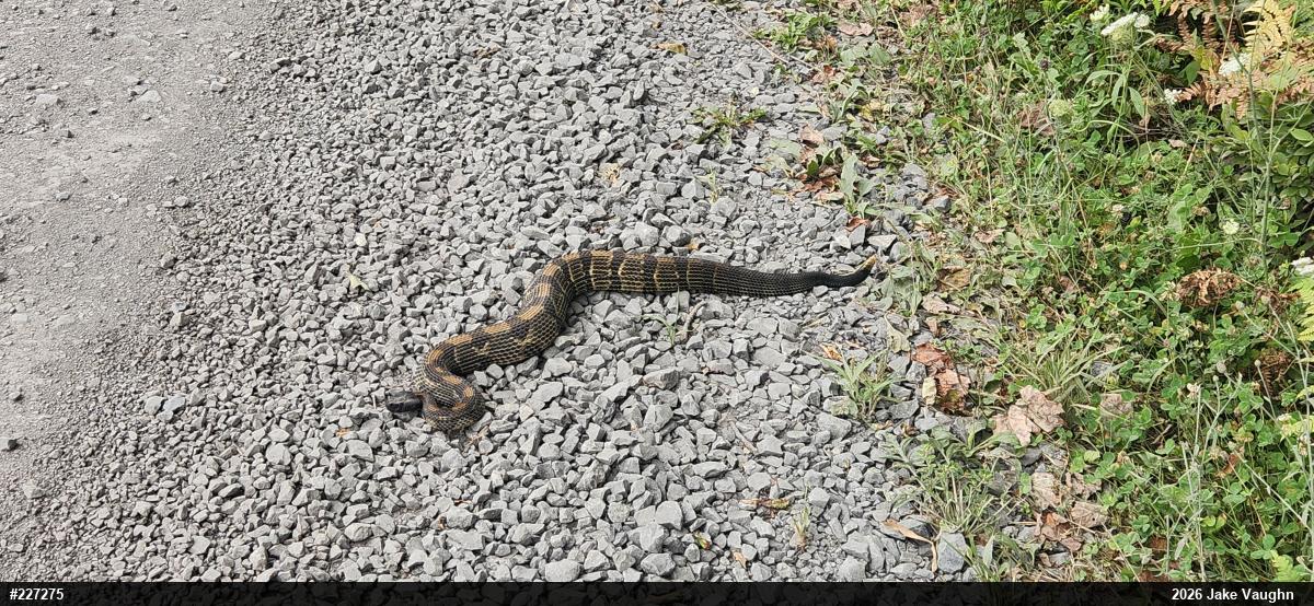 Timber Rattlesnake