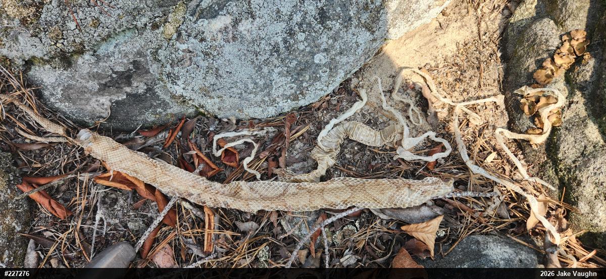 Northern Copperhead