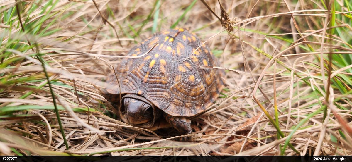 Eastern Box Turtle