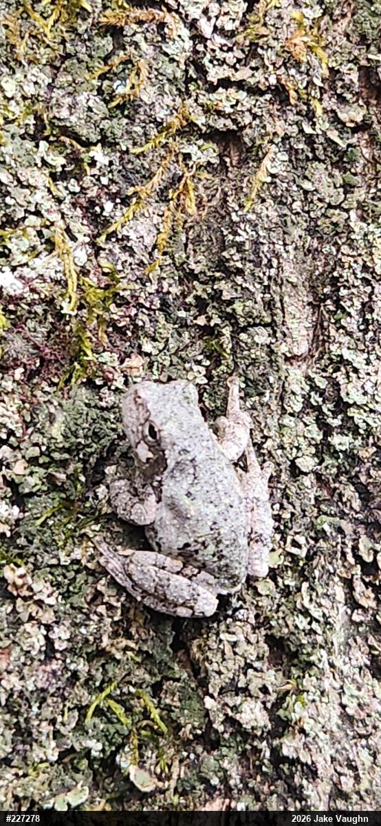 Unknown Gray Treefrog