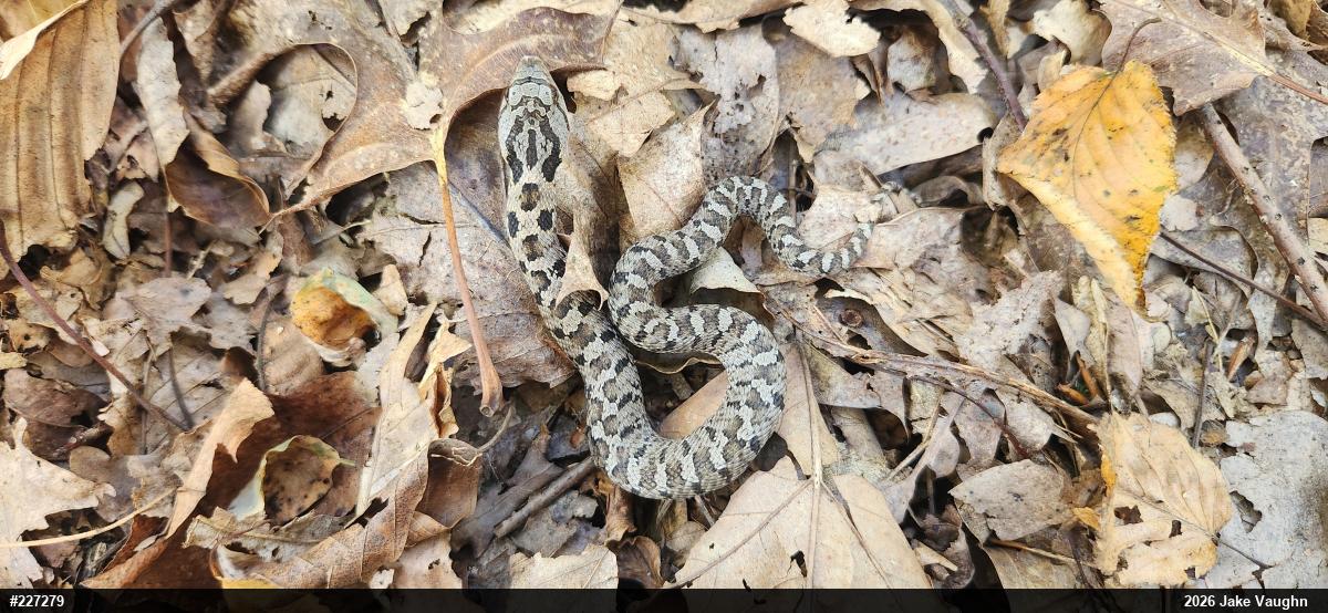 Eastern Hog-nosed Snake