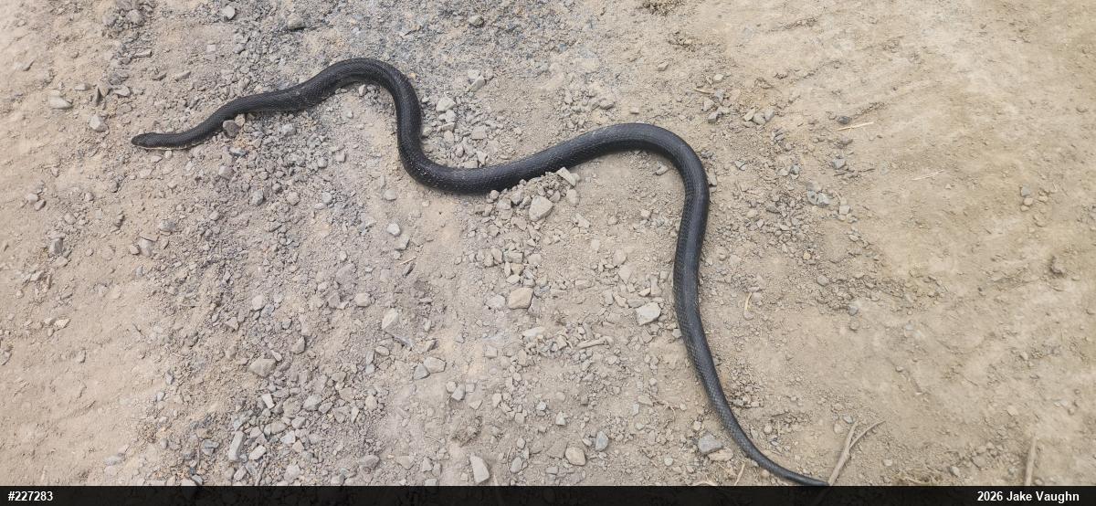 Eastern Ratsnake