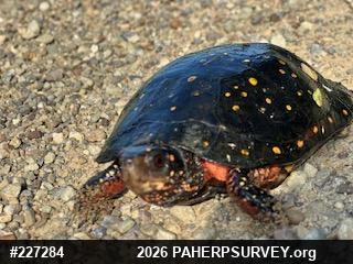 Spotted Turtle