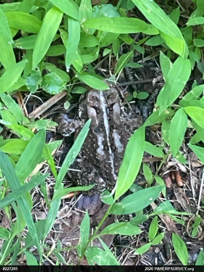 Eastern American Toad