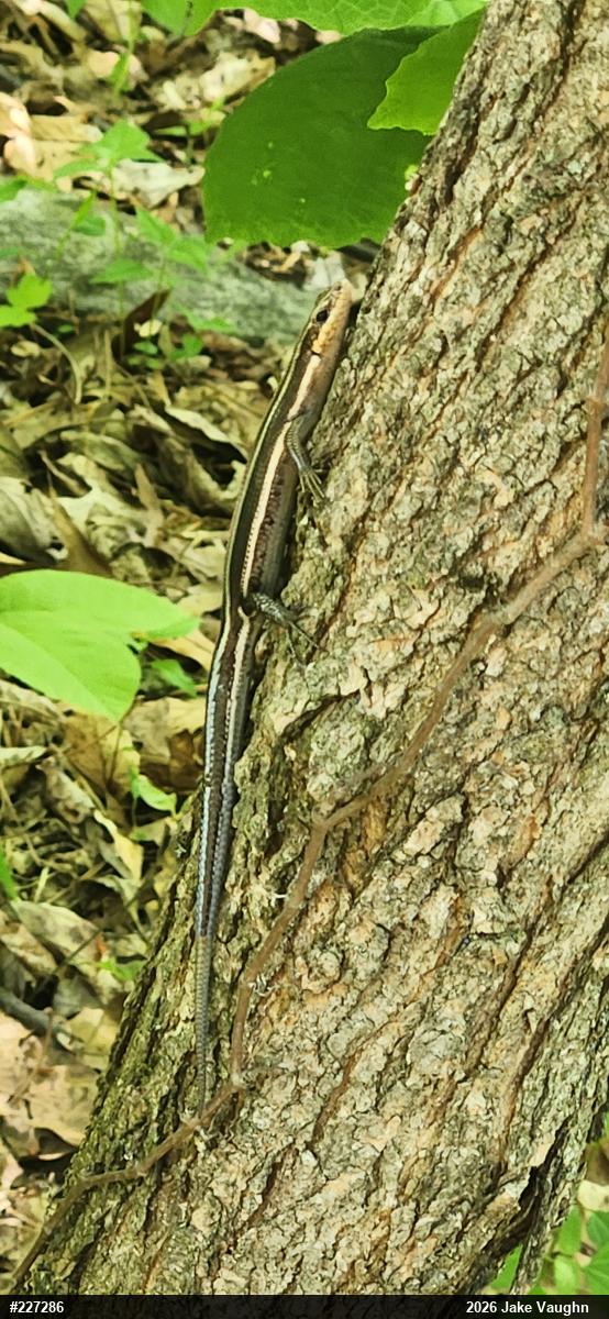 Common Five-lined Skink
