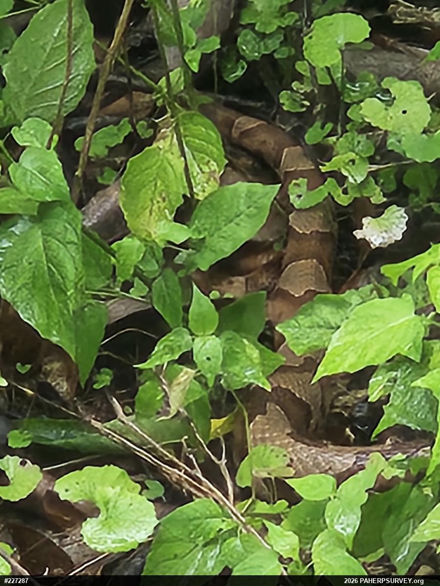 Northern Black Racer