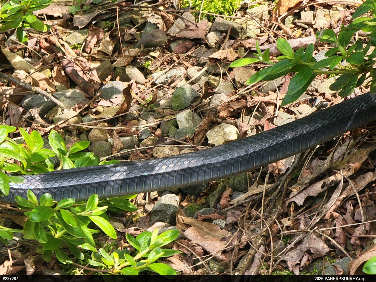 Northern Black Racer
