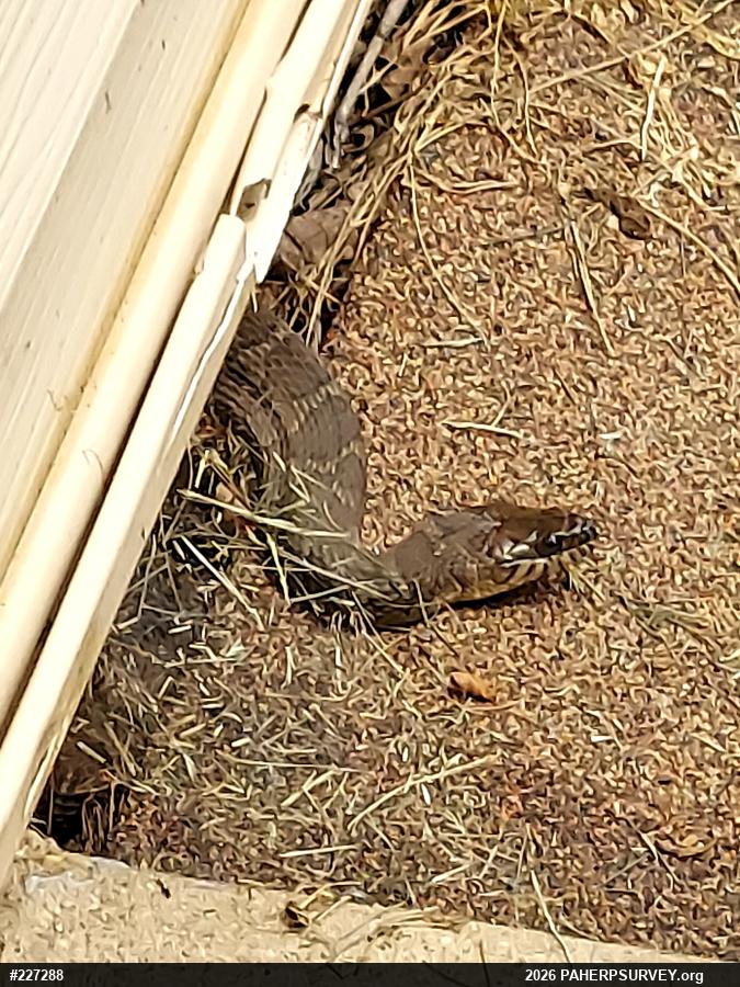 Northern Watersnake