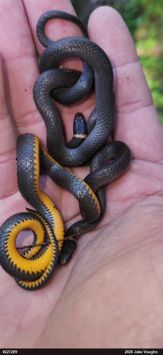 Northern Ring-necked Snake