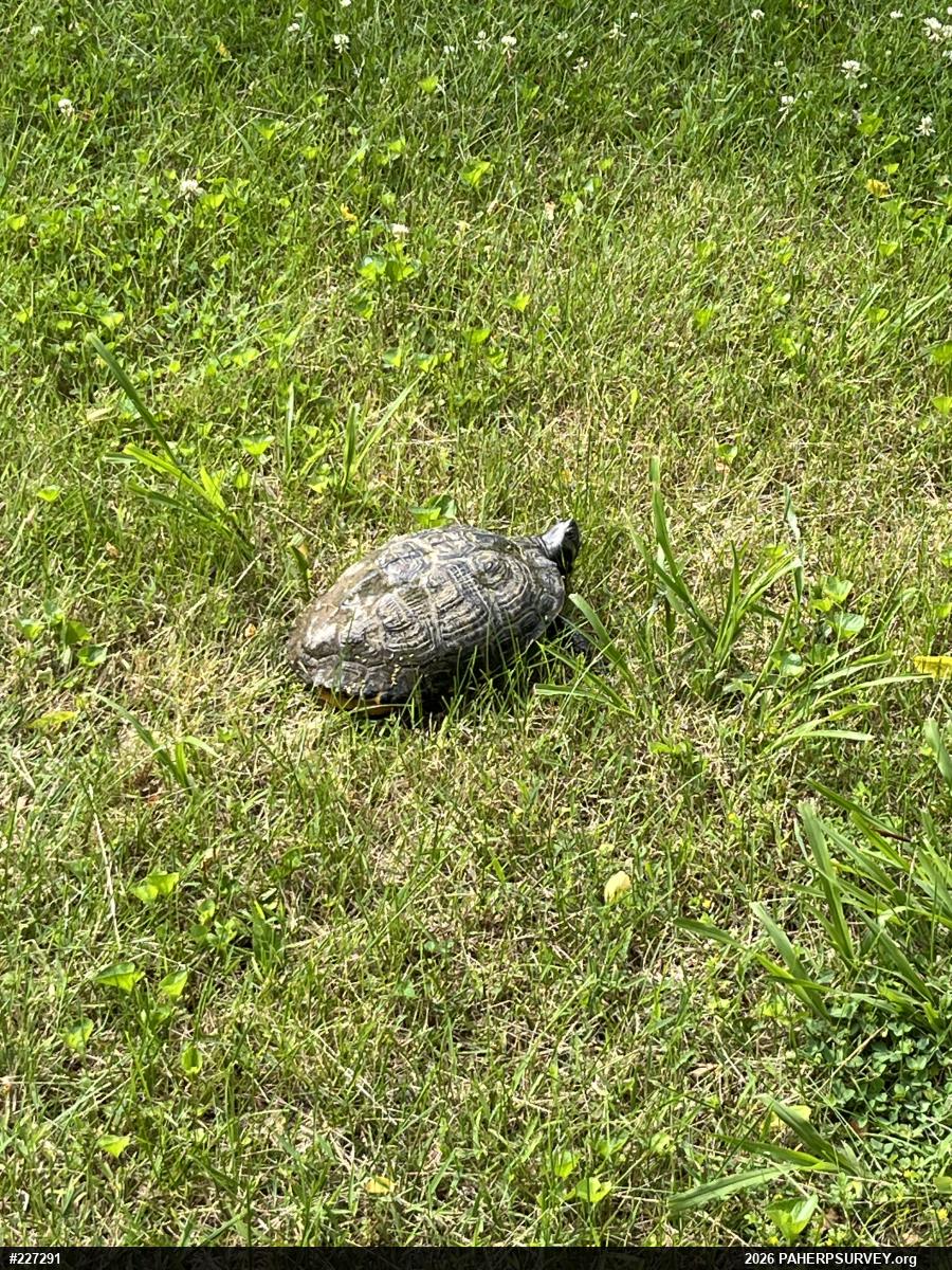 Pond Slider
