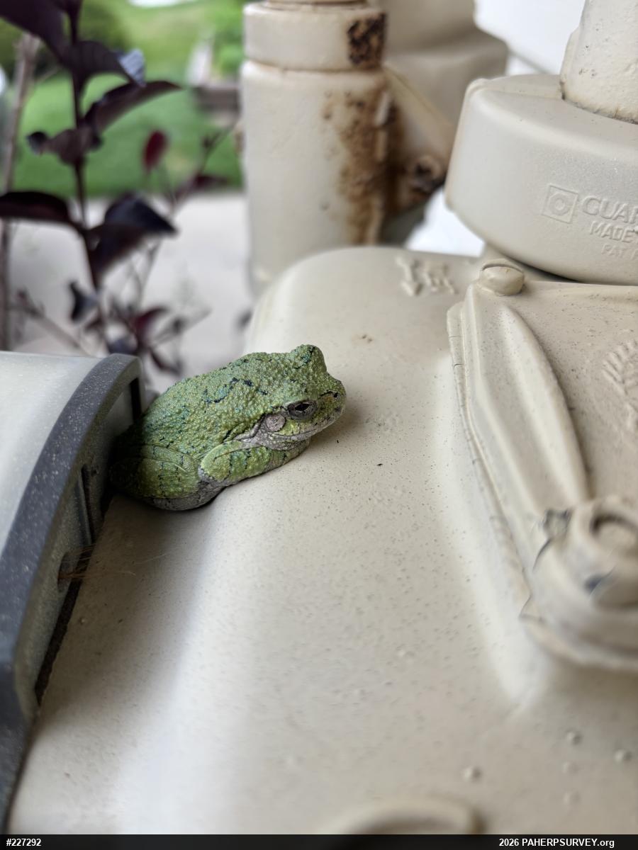 Unknown Gray Treefrog