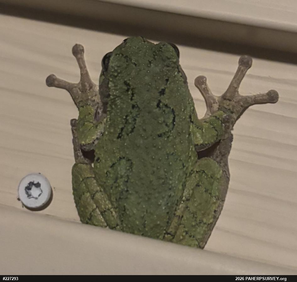 Unknown Gray Treefrog