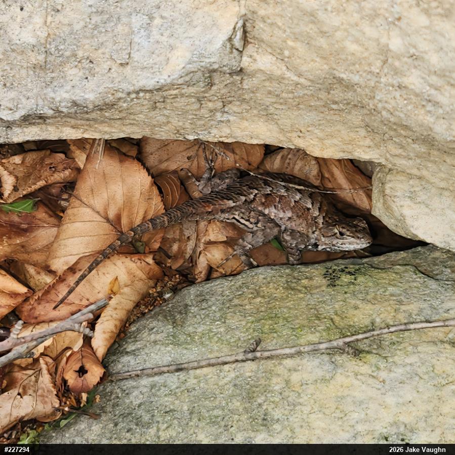 Eastern Fence Lizard