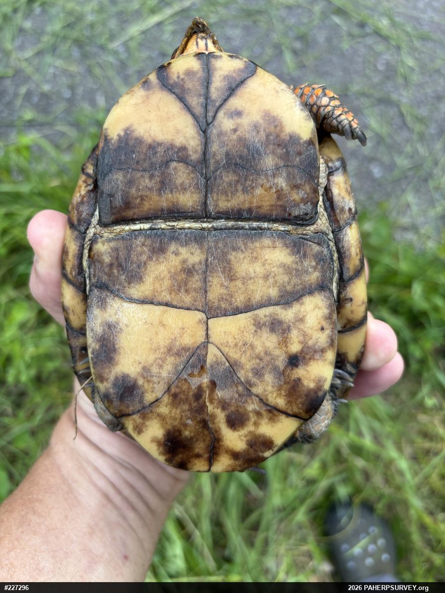 Eastern Box Turtle