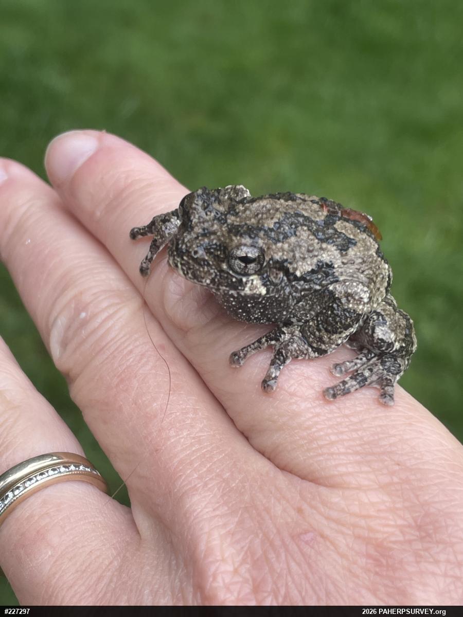 Unknown Gray Treefrog