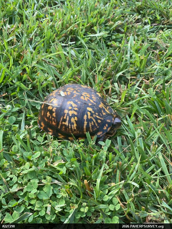 Eastern Box Turtle