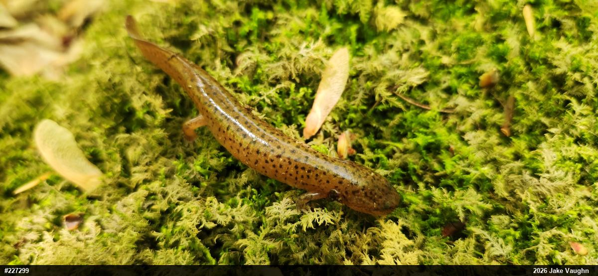 Northern Red Salamander