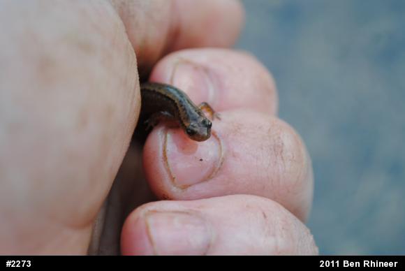 Northern Two-lined Salamander