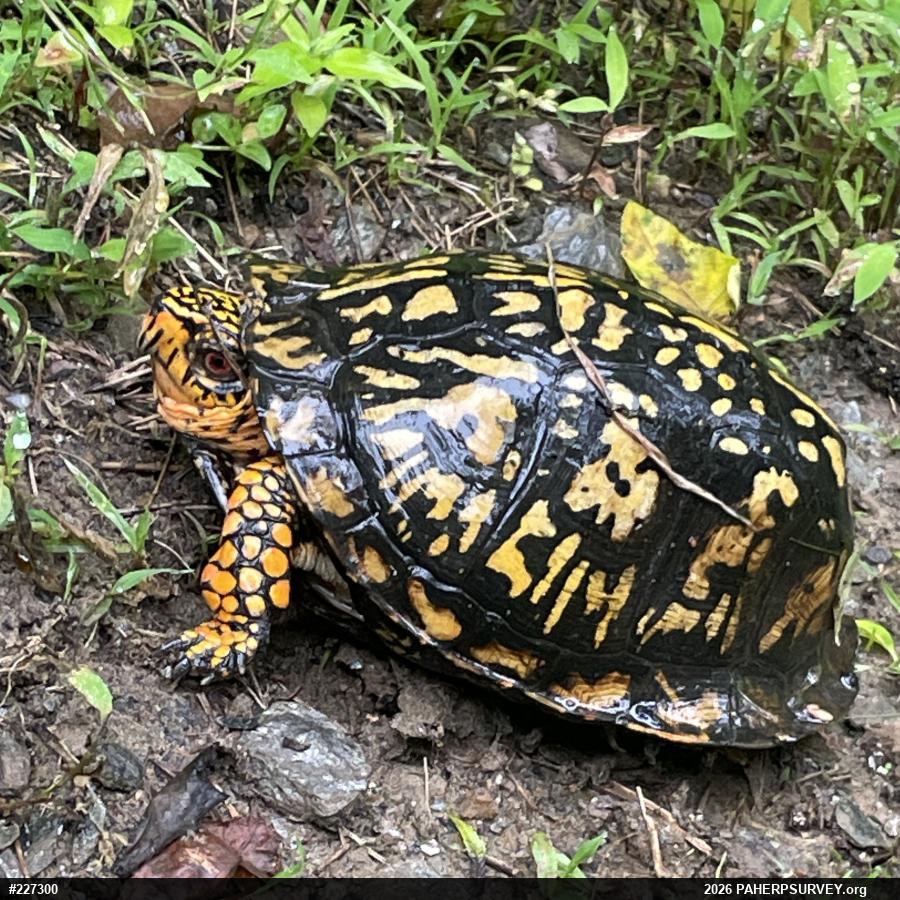 Eastern Box Turtle