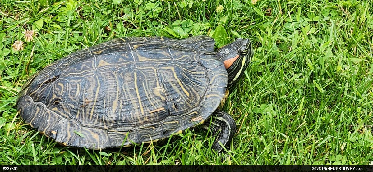 Red-eared Slider