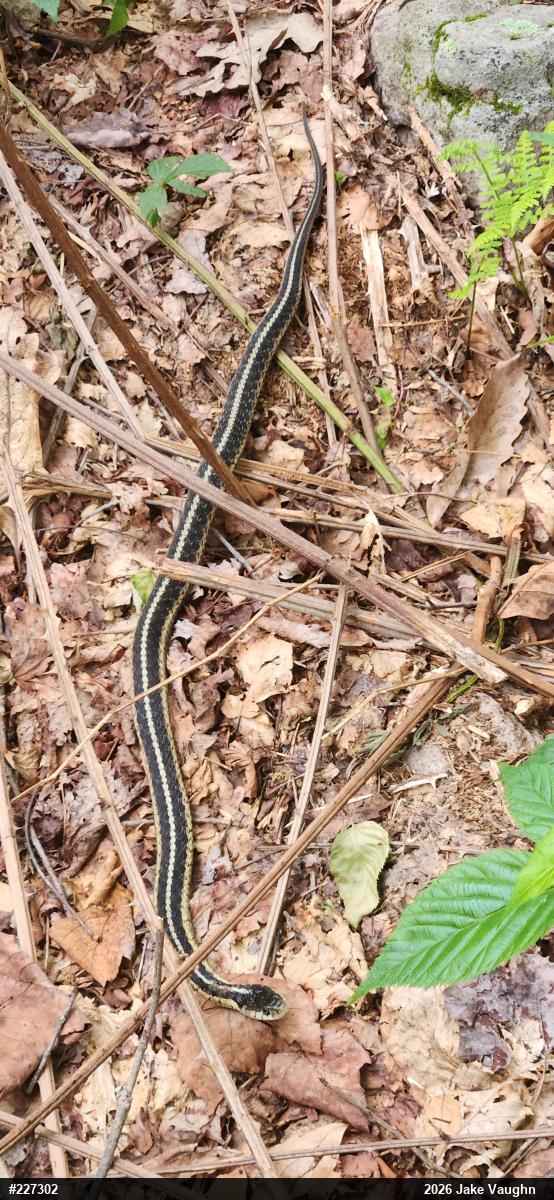 Eastern Gartersnake