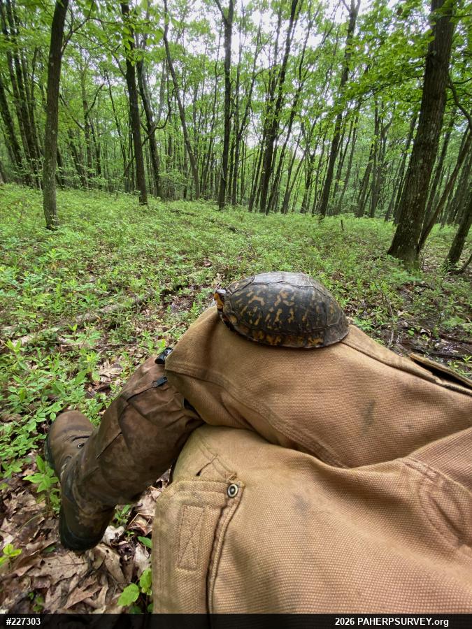 Eastern Box Turtle