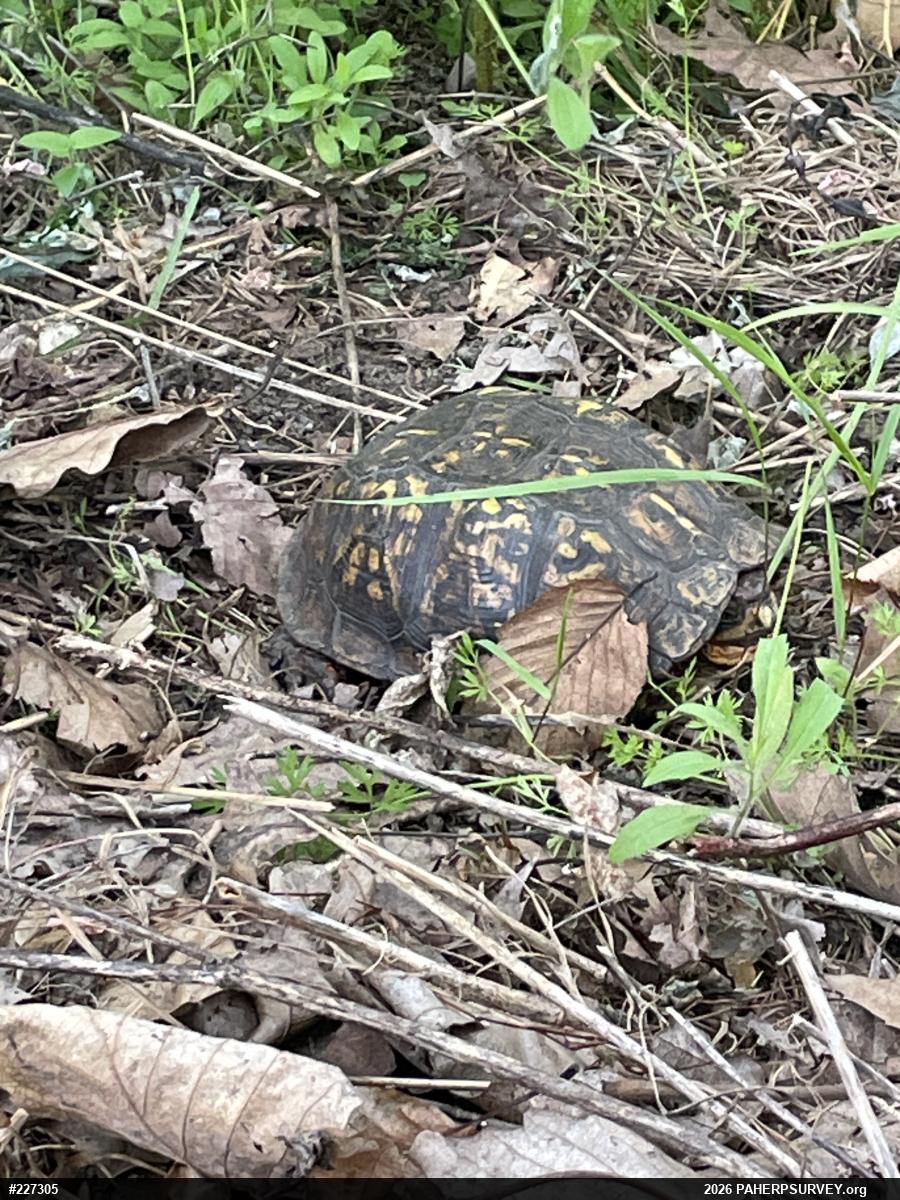 Eastern Box Turtle