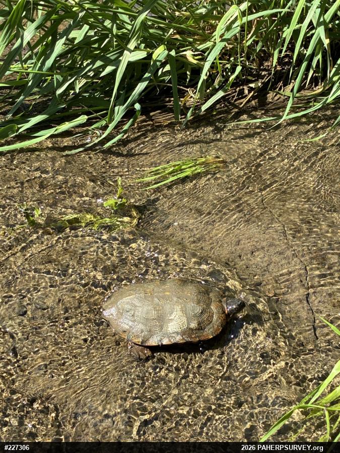 Wood Turtle