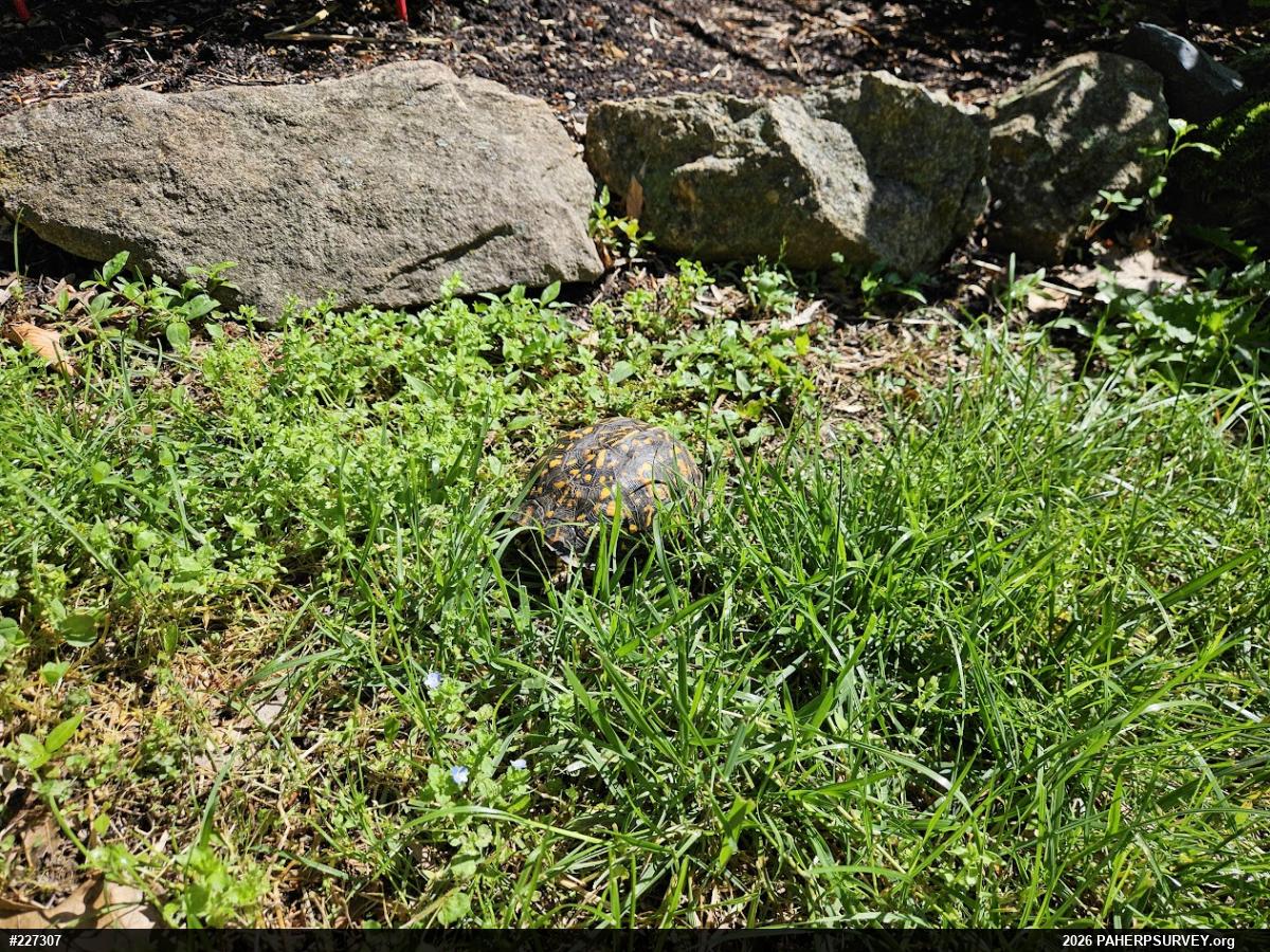Eastern Box Turtle
