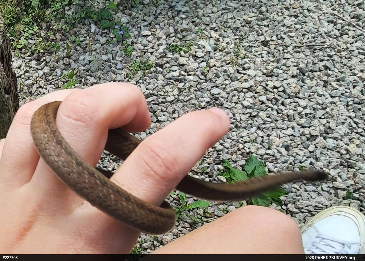 Dekay's Brownsnake