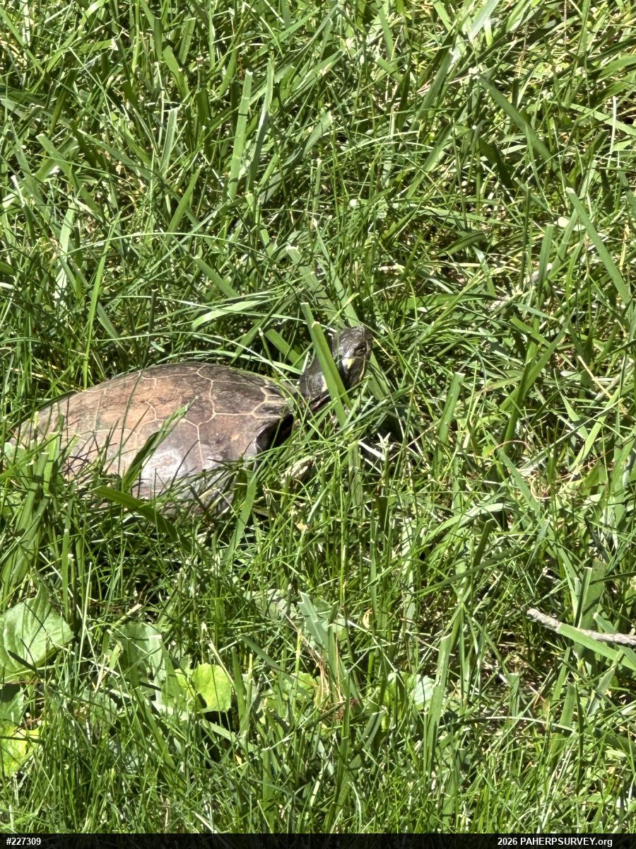 Painted Turtle
