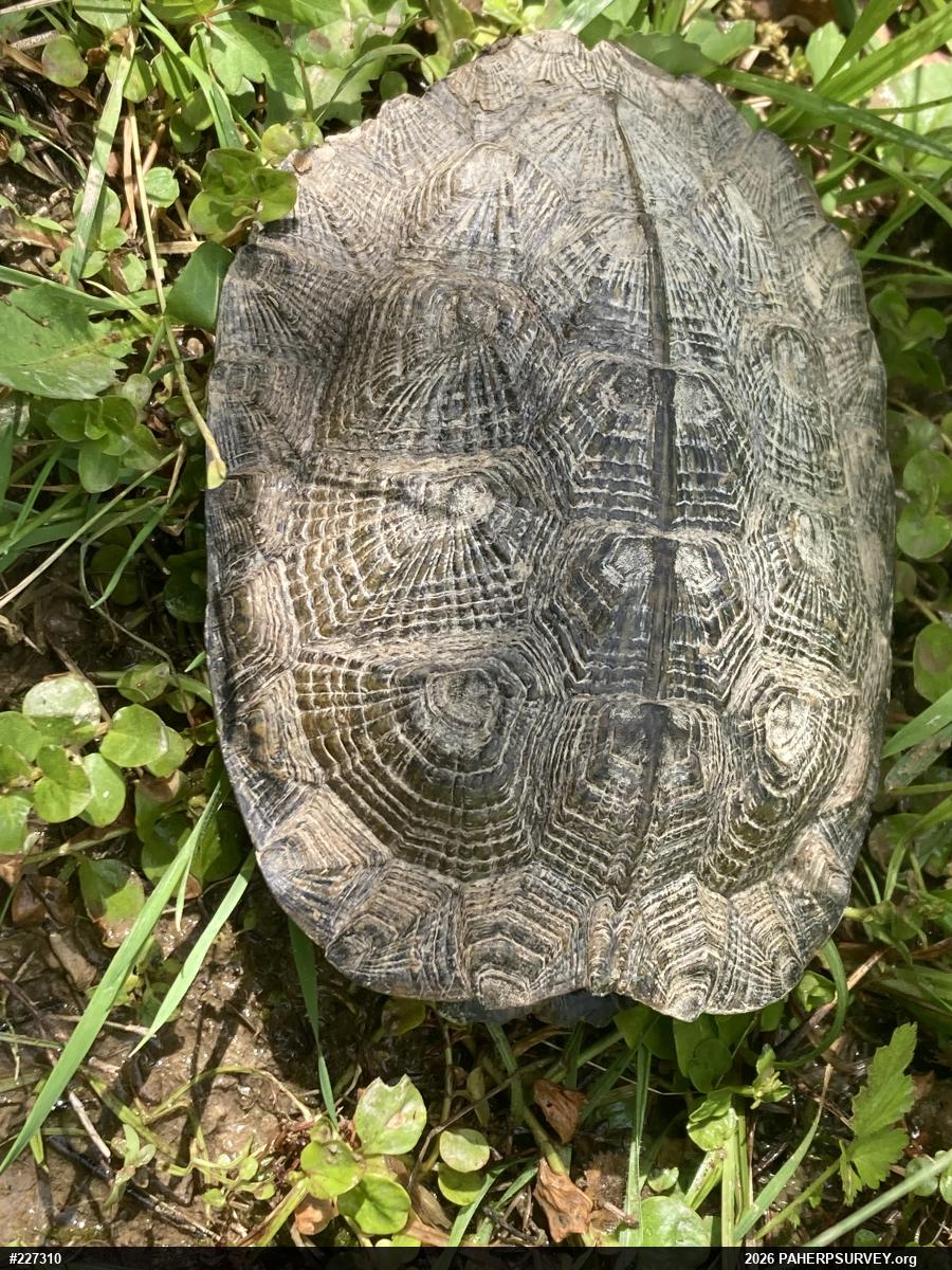 Wood Turtle